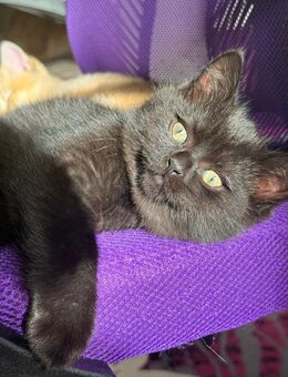 bkh kater sofort abholbar - Gelsenkirchen