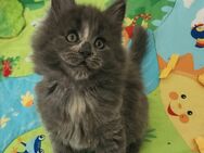 =^..^=Bezaubernde Maine Coon kitten mit Stammbaum aus seriöser Zucht =^..^= - Bad Berleburg