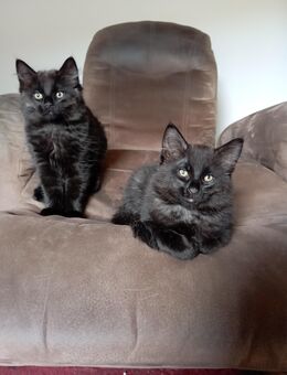 Süße Maine-Coon-Mix-Kitten suchen ein liebevolles Zuhause🐾 - Gornhausen
