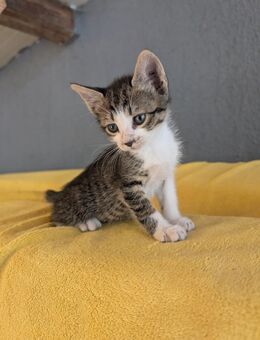 Süße Kater - Brackenheim