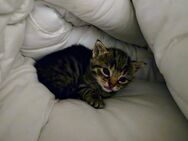 Katzenbaby weiblich zu vermitteln - Leinach