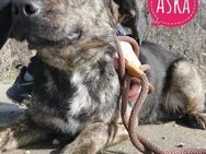 Aska ein lieber Schatz - Flörsheim-Dalsheim