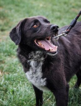 Arthur - schüchtern und anhänglich - Berlin