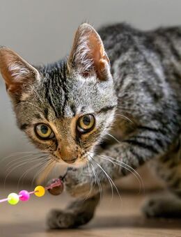 Lio (w) - meine Angel geb ich nicht mehr her - Weeze