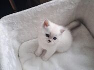 BKH Kitten - Leipzig West