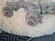 Französische bulldogge welpen isabella - Emden