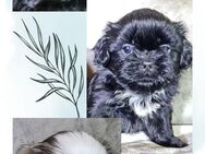 Traumhafte , reinrassige Shih Tzu Welpen - Ludwigsfelde