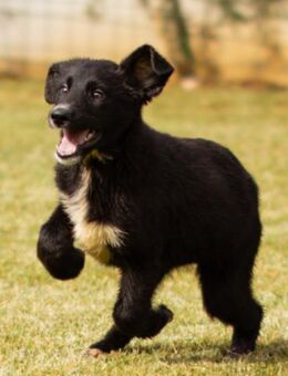 Süße Welpin ♥Sienna♥ Schäfi-Mix-Schnute - Hamburg