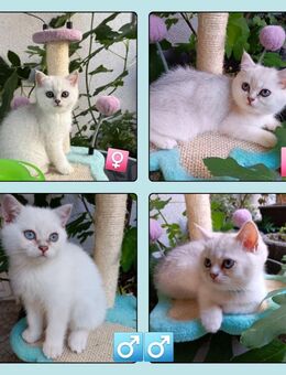 Britisch kurzhaar Kitten mit Stammbaum - Forchheim (Baden-Württemberg)