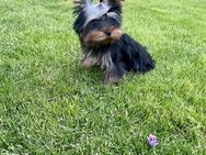 Reinrassige Mädchen Yorkshire Terrier - Leipzig