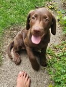 Roxy sucht ein liebevolles Plätzchen. in 32694