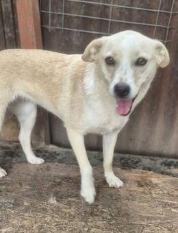 Juna 🐕❤️ - Rambin