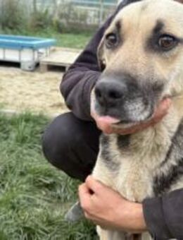 Sorina möchte Dein Leben bereichern! - München