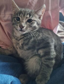 Russisch blaue Bkh Mix KITTEN - Gerach (Bayern)