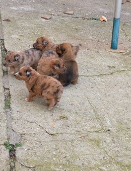 Belgischer Schäferhund und Australien Shepard Mix welpen - Eisleben (Lutherstadt)