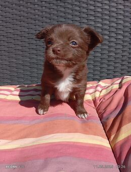Chihuahua Welpe rüde braun langhaar - Berlin