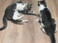 2 Europäische Kurzhaar Katzen abzugeben - Bonn Tannenbusch