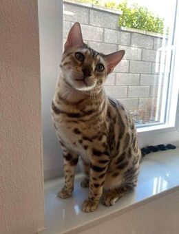 Toller Taiga sucht neues Zuhause - Duisburg