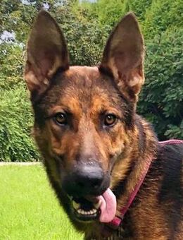 Spirty - Toller Traumhund - Obertshausen