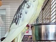 2 Nymphensittiche Hahn und Henne suchen neues Zuhause - Nidda