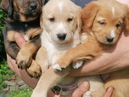 Appenzeller Sennenhund Golden Retriever Mix Welpen Mischlinge