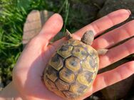 Griechische Landschildkröten aus 2022 - Lützelbach