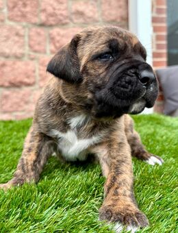Niedliche Doggen Welpen suchen bald ein neues Zuhause - Petersberg (Sachsen-Anhalt)