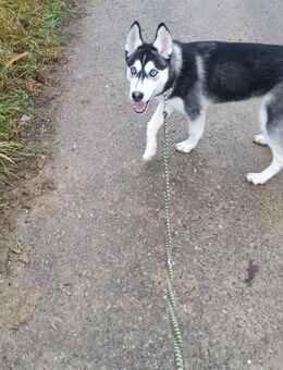 Siberian Husky Hündin 6 Monate alt sucht ein Zuhause - Schwäbisch Hall