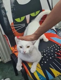 Guerro Albino-Löwe sucht Kuschelfamilie - Unterföhring