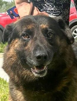 Balog- Hundemann träumt vom Glück - Obertshausen