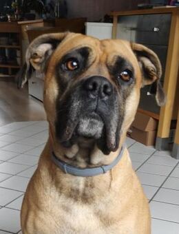 Süsse Willow menschenbezogen und lieb - Bad Oeynhausen