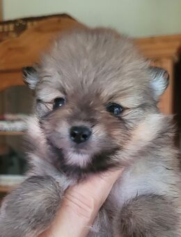 Zwergspitz Pomeranian Welpen- bunte Truppe- - Dorsten