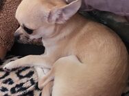 Sofort mini Chihuahua Hündin - Waltershausen