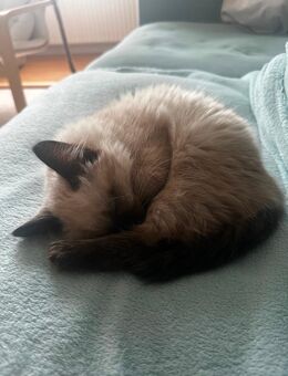 Siam Langhaar balinese kitten - Lüdenscheid