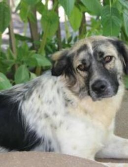 Netti, Pflegestelle in Hessen - Bad Vilbel