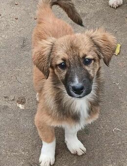 Mila - jung und lernwillig - Westerholt