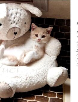 BKH Katzenkinder suchen Ihr Traumschloss mit liebevollen Händen auf Lebenszeit. - Suderburg
