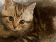 BkH Kitten Silver Tabby Reinrassig - Emmerthal