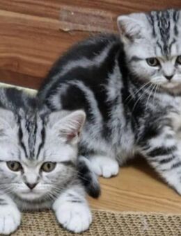 Reinrassig britische Kurzhaar Baby Katze - Dortmund