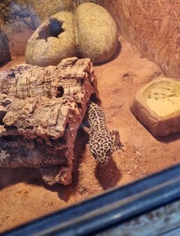 Leopardgecko in gute Hände abzugeben - Braunschweig