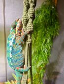 Pantherchamäleon in 29633