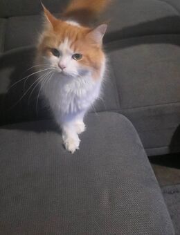 Katze abzugeben - Oberhausen