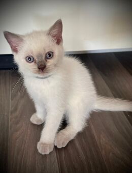 Britisch Kurzhaar Blue Point Kitten - Kornwestheim