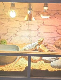2 Bartagamen (männlich) mit Terrarium und Zubehör suchen ein neues Zuhause - Hagenow