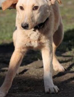 Ioana - freundliche Hündin - Lohra