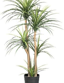 Kunstpflanze Dracaena Agave, Creativ green, Höhe 160 cm, auf 5 Stämmen