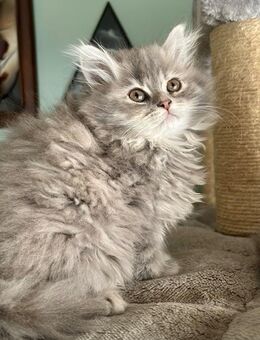 Katzenbaby Perser Waldkatze - Geisenfeld