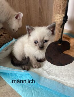 Reinrassige britisch Kurzhaar Kitten - Gotha