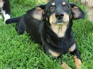 Zusckerschnute ERNA sucht Zuhause - München