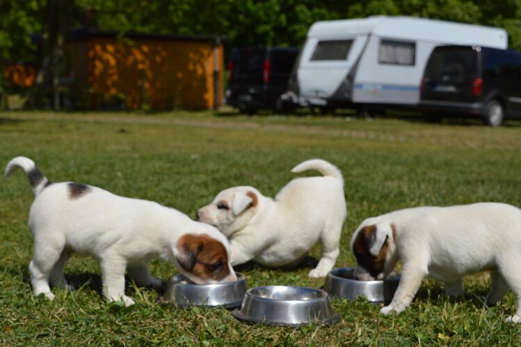 Parson Russel Terrier - Prebberede